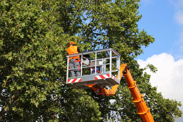 Best Tree Care Services  in Mbria, CA